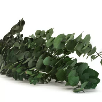 Eucalyptus Stuartiana stabilis&eacute; Vert