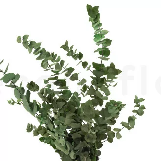Eucalyptus Stuartiana stabilis&eacute; Vert