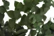 Eucalyptus Stuartiana stabilis&eacute; Vert 6