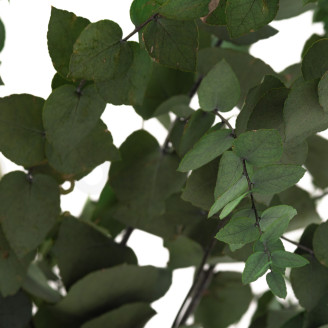 Eucalyptus Stuartiana Stabilis&eacute; - Vert