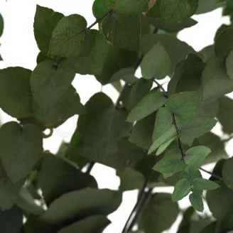 Preserved Stuartiana Eucalyptus Green