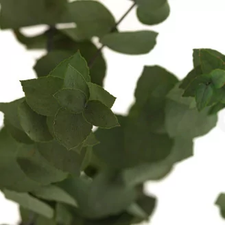 Eucalyptus Stuartiana stabilis&eacute; Vert