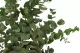 Preserved Stuartiana Eucalyptus Green 2