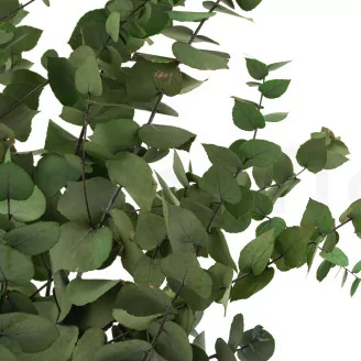 Eucalyptus Stuartiana Stabilis&eacute; - Vert