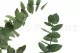 Preserved Stuartiana Eucalyptus Green 7
