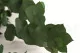 Eucalyptus Stuartiana stabilis&eacute; Vert 8