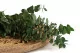 Eucalyptus Stuartiana stabilis&eacute; Vert 9