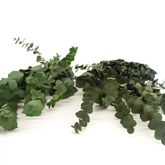 Preserved Stuartiana Eucalyptus Green