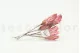 Protea Repens essiccata Rosa (x5) 8