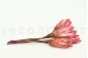 Protea Repens essiccata Rosa (x5) 9