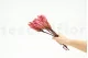 Getrocknete Protea Repens Rosa (x5) 4