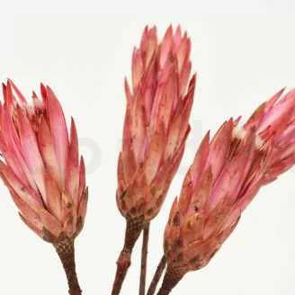 Dried Protea Repens Pink (x5)