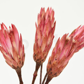 Getrocknete Protea Repens - 5 Stiele - Rosa