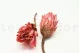 Protea Repens essiccata Rosa (x5) 5