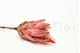 Getrocknete Protea Repens Rosa (x5) 7