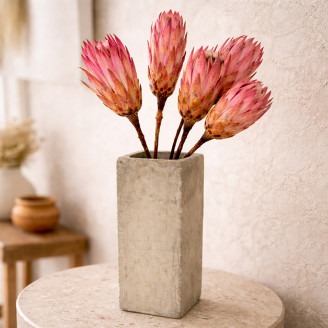 Protea Repens s&eacute;ch&eacute;e - 5 Tiges - Rose