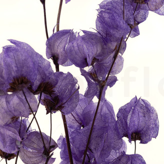 Rama de Bougainvillea seca - Morado