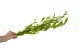 Ruscus Italiano stabilizzato 4
