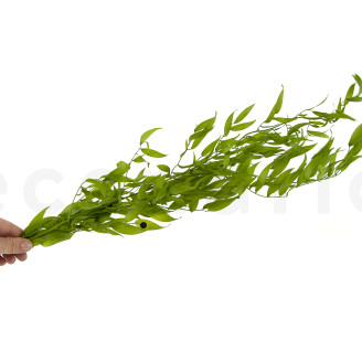 Ruscus Italiano Preservado -  Lime Green