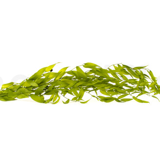 Ruscus Italien Stabilis&eacute; - Lime Green