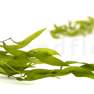Italian Ruscus Preserved - Lime Green