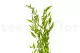 Ruscus Italiano preservado 3