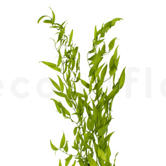 Italian Ruscus Preserved - Lime Green