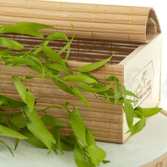 Ruscus Italiano stabilizzato -  Lime Green