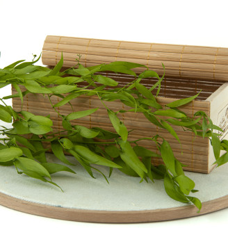 Ruscus Italiano stabilizzato -  Lime Green