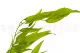 Ruscus Italiano stabilizzato 2