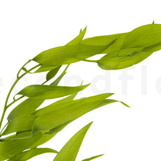 Italian Ruscus Preserved - Lime Green