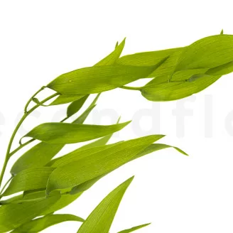 Ruscus Italiano Preservado -  Lime Green