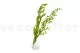 Ruscus Italien stabilis&eacute; 9