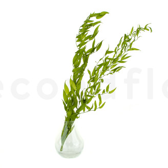 Konservierter Ruscus Italienisch -  Lime Green