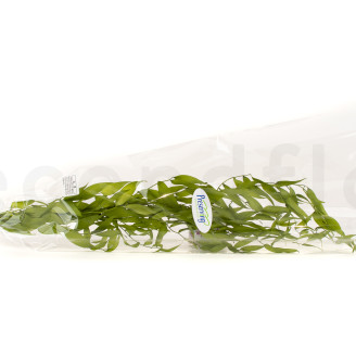 Ruscus Italiano stabilizzato -  Lime Green