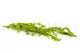 Ruscus Italiano preservado 8