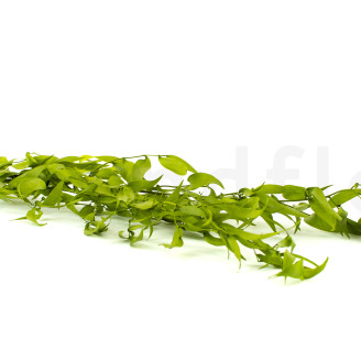 Italian Ruscus Preserved - Lime Green