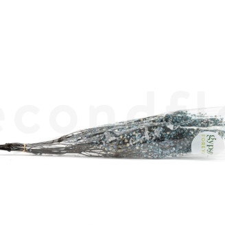 Gypsophila Stabilizzata - Blu