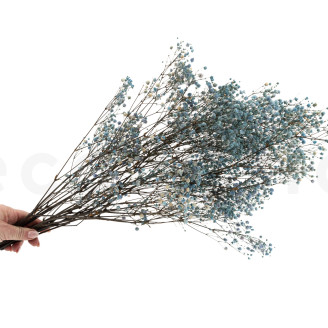 Gypsophila Stabilized - Blue