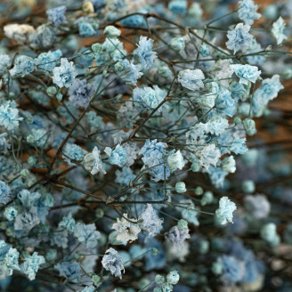 Gypsophila Preserved - Blue