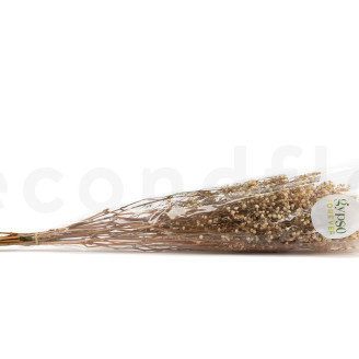 Gypsophila Preservata - Naturale