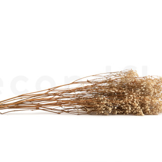 Gypsophila Preserved - Natural