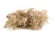 Preserved Gypsophila Natural 7