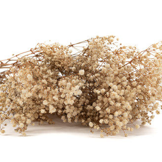 Gypsophila Preserved - Natural