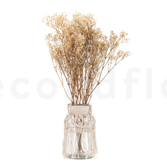 Gypsophila Stabilized - Natural