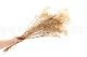 Preserved Gypsophila Natural 4