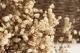 Preserved Gypsophila Natural 2