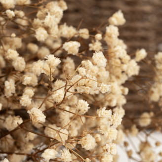 Gypsophila Stabilized - Natural