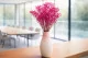 Gypsophila stabilizzata Rosa Fucsia 1