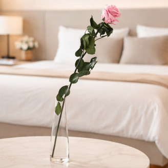 Rose mit St&auml;ngel 50cm Konserviert - 30 St&uuml;ck - Hellrosa